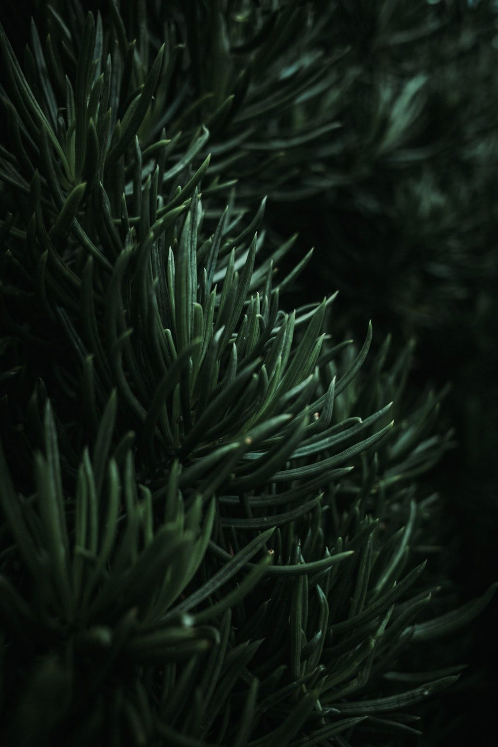 Rosmarin-Minze Gesichtsspray, Erfrischendes Spray mit Rosmarin, Minze Rosmarin Hautpflege, Mikrobiom Gesichtsspray mit Kräutern, Kräuter Skincare Spray, Rosemary mint face mist, Herbal skincare spray, Mint rosemary hydration, Rosemary mint skincare, Refreshing herbal face spray