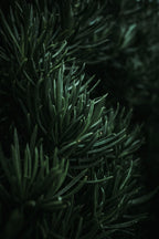 Rosmarin-Minze Gesichtsspray, Erfrischendes Spray mit Rosmarin, Minze Rosmarin Hautpflege, Mikrobiom Gesichtsspray mit Kräutern, Kräuter Skincare Spray, Rosemary mint face mist, Herbal skincare spray, Mint rosemary hydration, Rosemary mint skincare, Refreshing herbal face spray