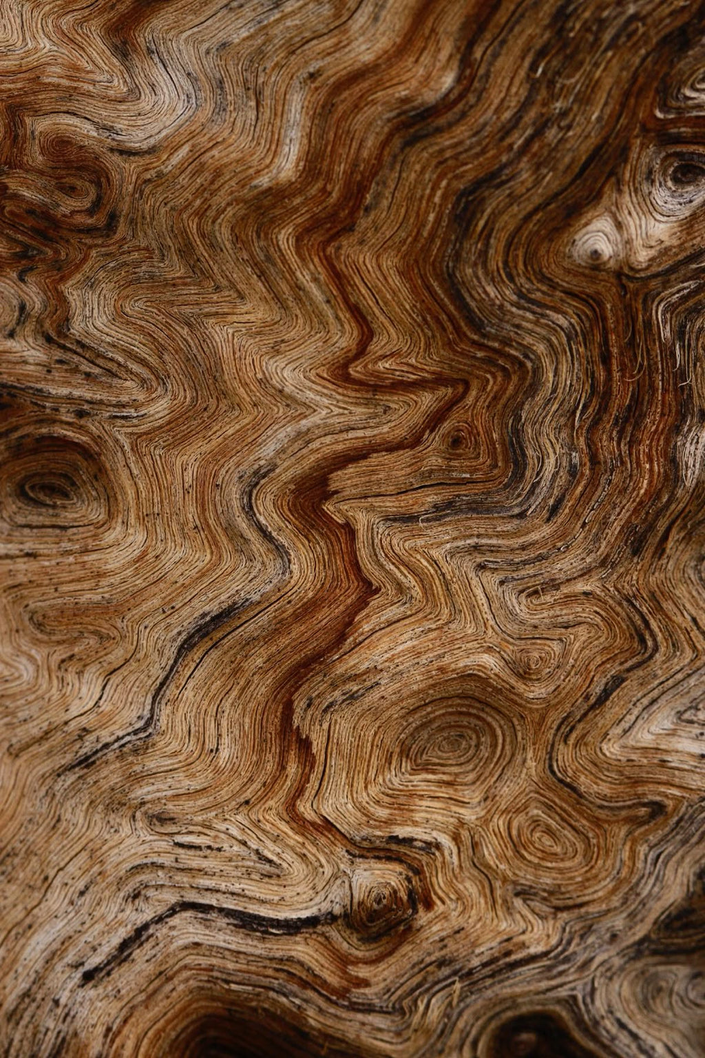 Rosmarin Holz Hautpflege, Natürliches Serum mit Rosmarinextrakt, Kräuterextrakt Gesichtspflege, Holzige Note Hautpflege, Luxuriöses Rosmarin Serum, Rosemary wood serum, Herbal extract skincare, Natural rosemary face serum, Woody herbal skincare, Luxury rosemary drops